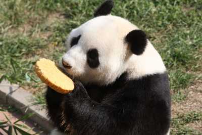 Pandabär frißt einen Mondkuchen